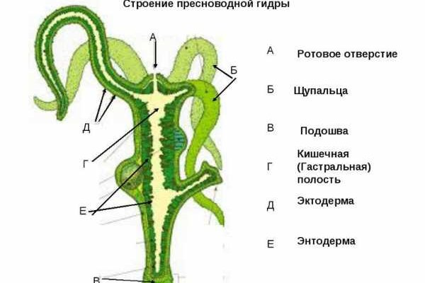 Kraken darknet зеркала